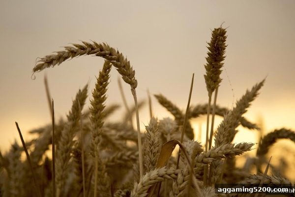 捕鱼达人网页版签到福利全解析：如何辨别活动真伪与提升收益